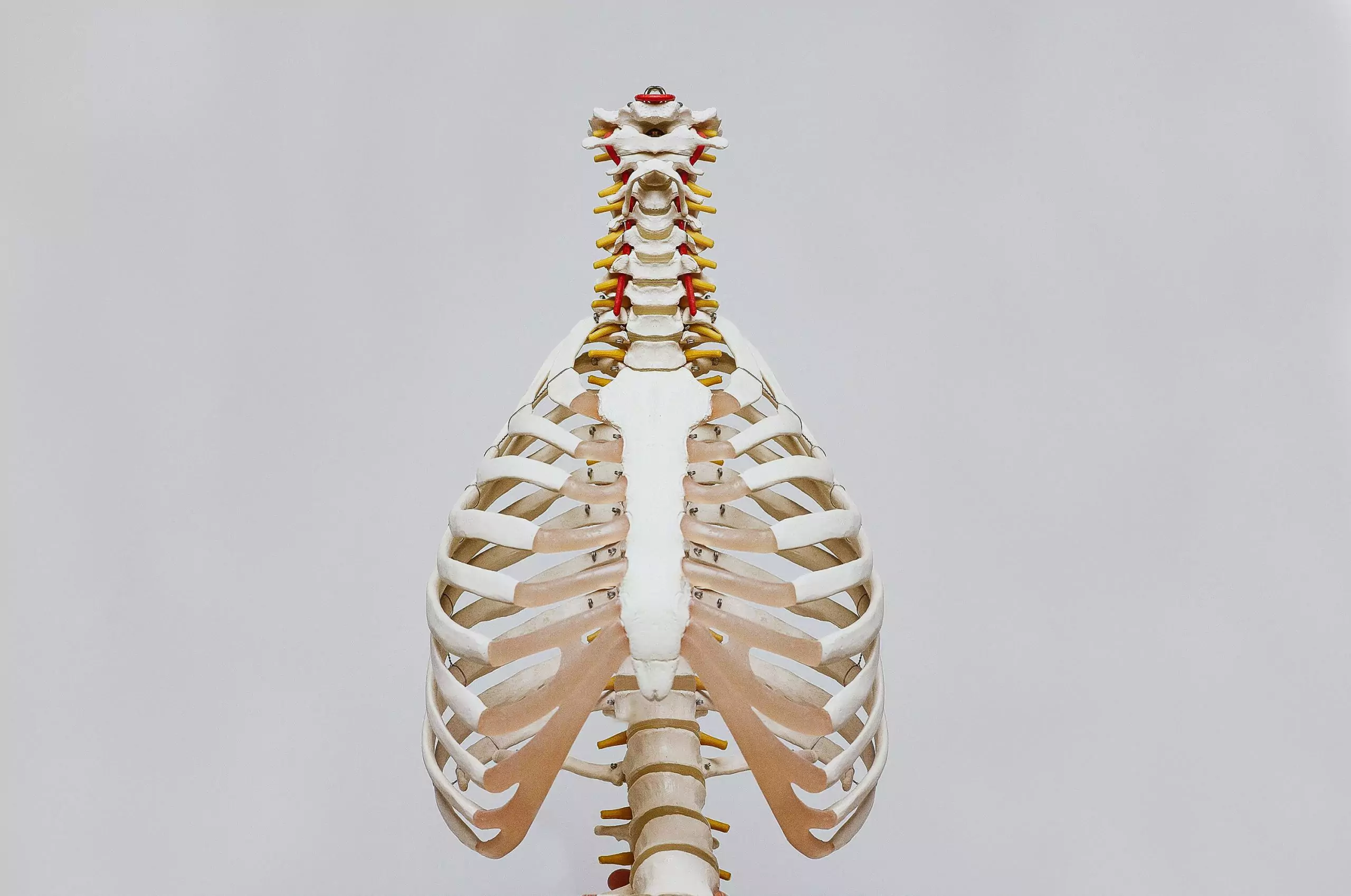 A skeleton of the upper body shows lungs