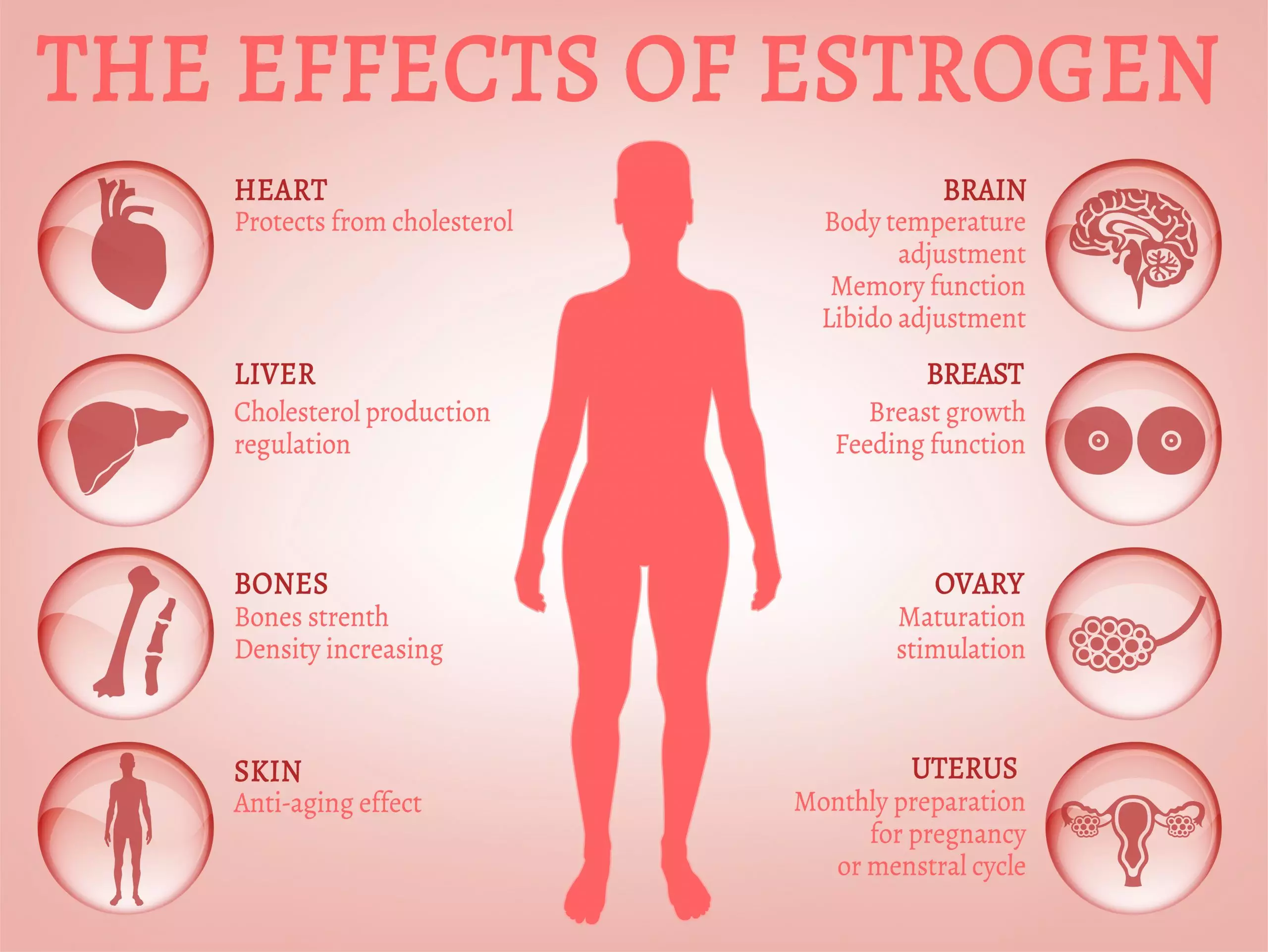 Illustration graphic on the effects of estrogen in the human body